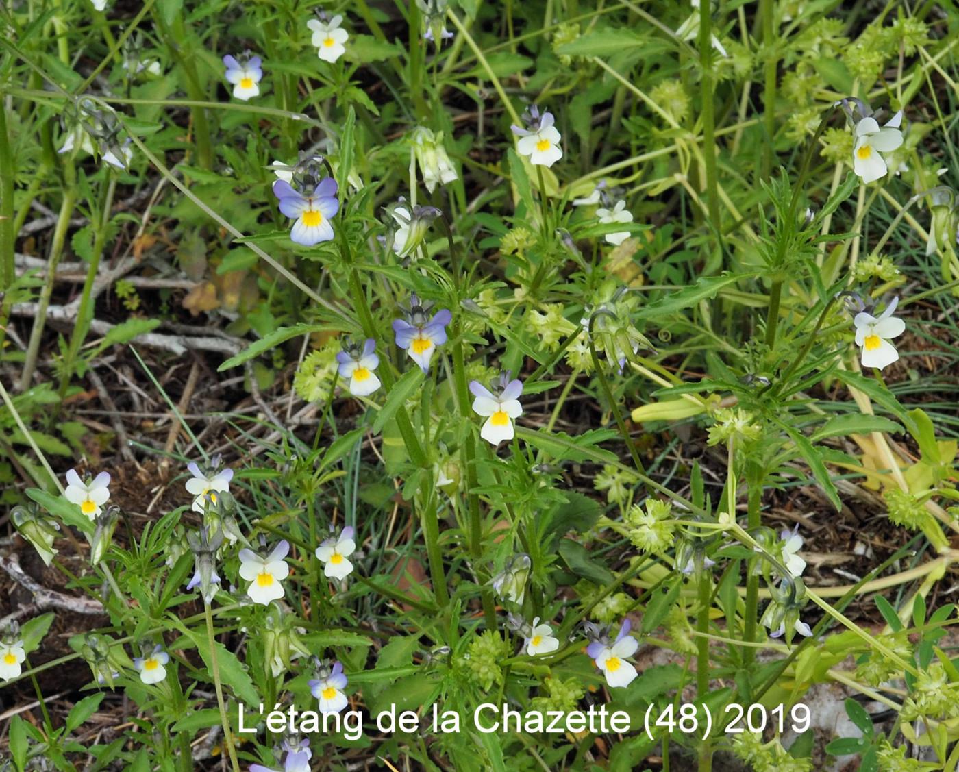 Pansy, Field plant